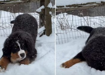 Video: Puppy Has Undeniable Love for Snowy Weather