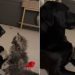Dog Tries to Avoid Cat’s ‘Love Nibbles,’ but Eventually Gives In