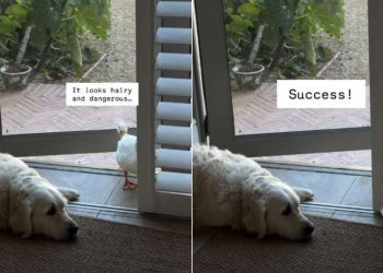 Video: Dog Doesn’t Move a Muscle as Ducks Enter the House