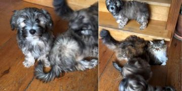 Puppies Love the Cat a Little Too Much in Adorable Video