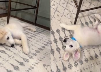 Cream Golden Retriever Puppy Fights Ice Bravely in Adorable Video