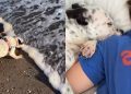 Video Shows the Life Rescue Dog Lives in Her Forever Home