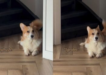 Video: Dog’s Reaction To Being Told Not To Bark Is Hilarious