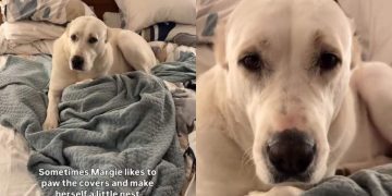 Dog Caught Making a Nest in Owner’s Bed & It’s Cute