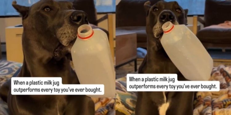 Video: Dog Picks Plastic Milk Jug Over Her Toys