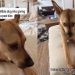Rescue Puppy Gives Owner the Side-Eye After Being Tricked