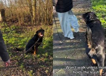Video: Dog Just Won’t Let the ‘Spare Human’ To Walk Him