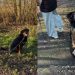 Video: Dog Just Won’t Let the ‘Spare Human’ To Walk Him