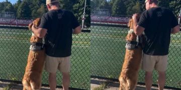 Golden Retriever Is a Little Too Thrilled to Watch Big Brother Play Soccer