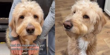 Video: Dog’s Morning Routine Ends With More Rest