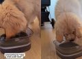 Video: Golden Retriever Puppy Tries to Overpower ‘Slow Drink Water Bowl’
