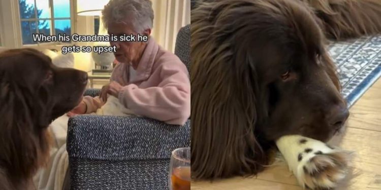 Video: Big Dog Gets Upset When Grandma Is Sick