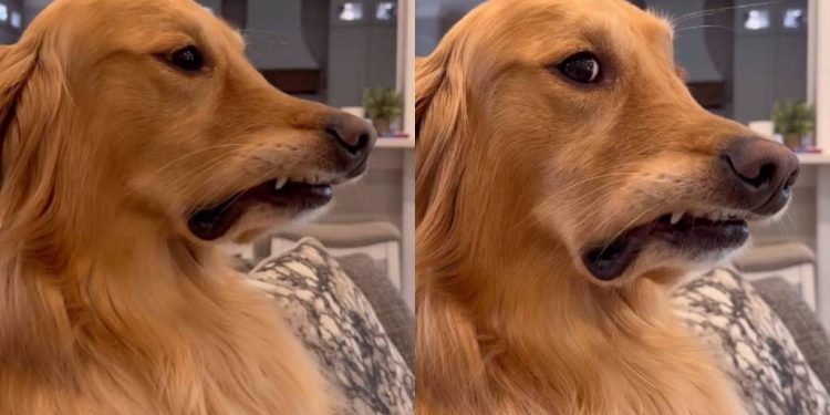 Video: Golden Retriever Reacts to New Dog Research Being Read Out on TV