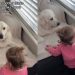 Video: Golden Retriever Possibly Understands Toddler Language