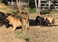 Viral Video Shows Golden Retriever’s Unexpected Bond With Farm Animal