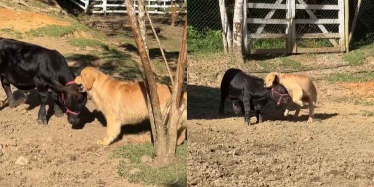 Viral Video Shows Golden Retriever’s Unexpected Bond With Farm Animal