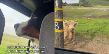 Video: Big Dog Reacts After Seeing an Animal Bigger Than Him