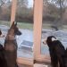 Video: Dogs Routinely Sit by the Window Mimicking Train Whistle