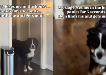 Dog Experiences Many Emotions Between Finding & Losing Owner in the House