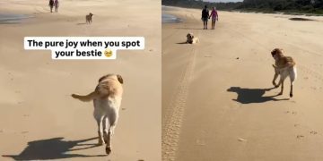 Video: Labrador Pauses Before Greeting Furry Friend at the Beach