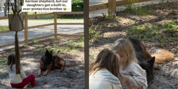 Big Dog’s Always Watching Over Tiny Human in Adorable Video