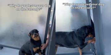 Video: Dog Only Goes to the Balcony for Neighbor’s Reaction