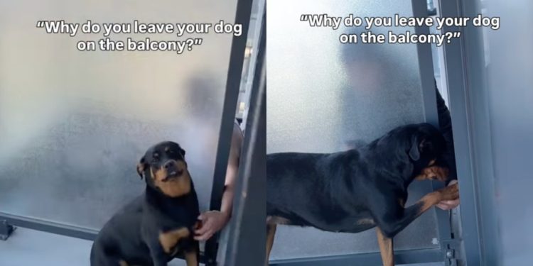 Video: Dog Only Goes to the Balcony for Neighbor’s Reaction