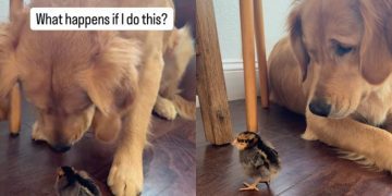 Video: Golden Retriever Acts Super Chill After Booping the Chick