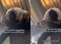Video of Dad Gentle Parenting Pregnant Rescue Dog Is Everything