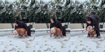 Video: Rescue Dog Reacts To Seeing Snow for the First Time