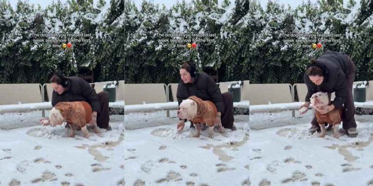 Video: Rescue Dog Reacts To Seeing Snow for the First Time