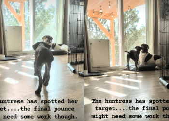 Video: Dog Slow-Walks Toward Sibling Before a Pounce That Doesn’t Land