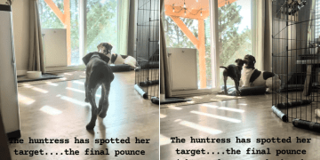Video: Dog Slow-Walks Toward Sibling Before a Pounce That Doesn’t Land