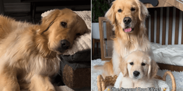 Video: Owner Shows How Real ‘Second Dog Effect’ Is