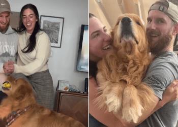 Video: Golden Retriever Rehearses for Owners’ Wedding Dance