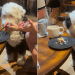 Dog Has Eyes Set on Cake in Funny Video
