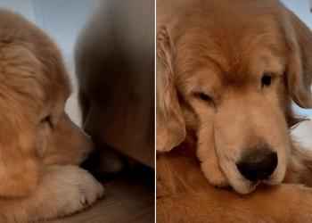 Golden Retriever Reacts to Finding Something He Can’t Have
