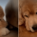 Golden Retriever Reacts to Finding Something He Can’t Have