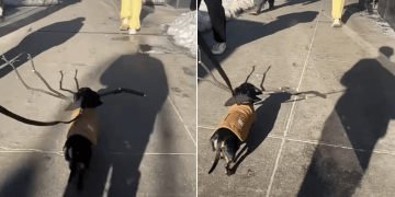 Video: People Make Way for Tiny Dog Carrying a Huge Stick