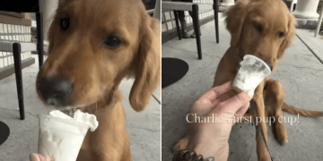 Video: Golden Retriever Puppy Heartily Enjoys First Pup Cup