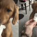 Video: Golden Retriever Puppy Heartily Enjoys First Pup Cup