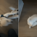 Video Shows What It’s Like to Live With 2 Golden Retriever Puppies
