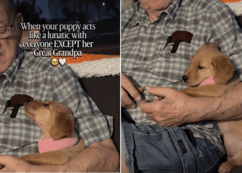 Video: Golden Retriever Puppy Reacts to Grandpa Talking to Her