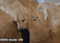 Golden Retriever Loves to Nibble on Furry Sibling in Adorable Video