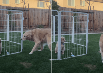 Golden Retriever Puppy Scares Senior Dog Away During First Meeting