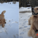 Video: Golden Retriever Reacts to Seeing Snow for the First Time Ever