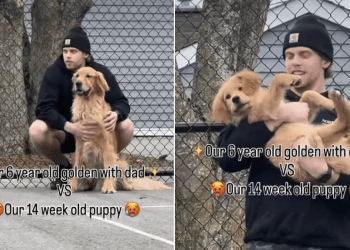 Video: Owner Shows How Different Dog & Puppy Behave With Dad