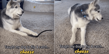 Video: Dog Shows Expertise in Cheese Catching