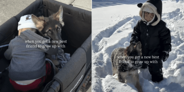 Puppy Wants to Go Where Tiny Human Is in Adorable Video