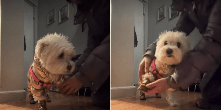 Video: Tiny Dog’s Post-Walk Ritual During the Blizzard Goes Viral